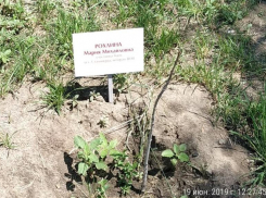 Засохшие саженцы с табличками героев ВОВ после публикации в соцсетях убрали из сада в Волгограде