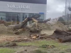 «Спилены под карандаш»: массовую вырубку деревьев сняли на видео в Волгограде