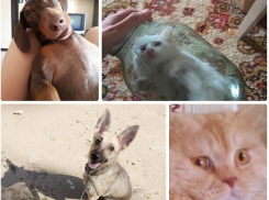 Парад домашних животных устроили волгоградцы в Сети