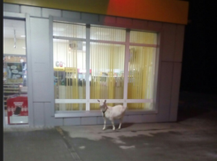 В Волгограде коза пыталась попасть на заправку