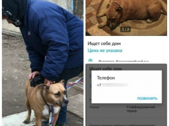 Породистую собаку вышвырнули на улицу из-за неудачных попыток продать ее в Волгограде