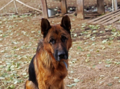 Волонтеры Волгограда спасли от смерти породистого пса из Карачаево-Черкесии