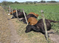 В Вогоградской области боятся распространения «вирусного заболевания из Африки»