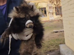 Целую банку опарышей сняли с енотовидной собаки под Волгоградом