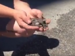 Вместо ремонта асфальта рабочие засыпали ямы дорожным мусором на севере Волгограда