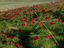 Редкий пион уничтожают стада, которые пасут жители Дагестана в Волгоградской области