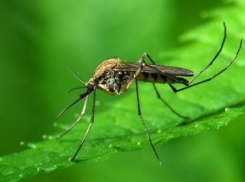 В Волгоградской области обсудили, как будут травить комаров