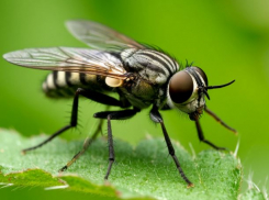 Ждать ли смертельного нашествия кровожадных слепней весной-2026