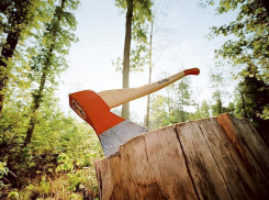 Трое волгоградцев вырубили 32 дуба с ущербом в 930 тысяч рублей