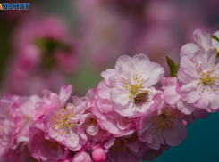 Кто удовлетворяет чиновников Урюпинска, выяснила ФАС