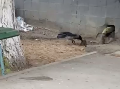 Драка вороны и крысы у многоэтажки Волгограда попала на видео