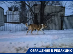 Весенней агонии бродячих кобелей со страхом ждут в Городище