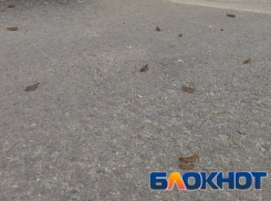 Борьбу с опасной саранчой начали в Волгоградской области 