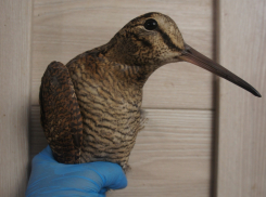 Редкой красоты птицу спасают в волгоградском приюте