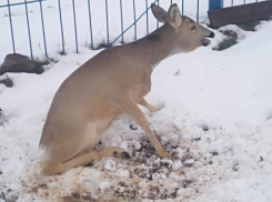 Под Волгоградом обнаружили в шоковом состоянии раненую сибирскую косулю