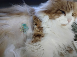 Неизвестные расстреляли домашнего кота в Волгограде