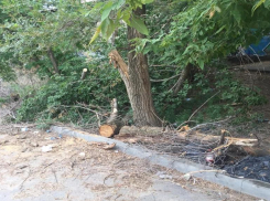 После публикации в «Блокнот Волгограда» нависшую над дорогой ветку дерева спилили, но убрать забыли