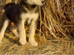 Заставили истекать кровью: ветклиника в Волгограде заплатит более 120 тысяч за смерть собаки