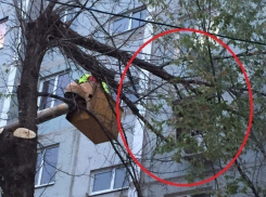 Верхушка дерева выломала окно квартиры на 3-м этаже в Волгограде 