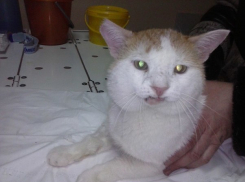 Кот-калека приполз в дом волгоградцев в надежде на спасение