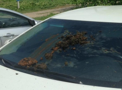 Автомобиль адвоката экс-главы Росприроднадзора региона измазали фекалиями во время судебного процесса