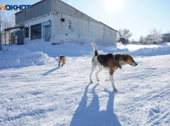 «Конфликты со сверстниками, негативная ситуация в семье»: мужчина дважды видел девочку в день её пропажи под Волгоградом