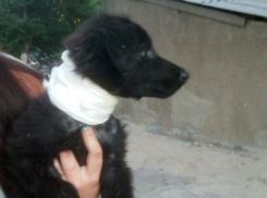 В Волгограде щенка избили и перерезали ему горло
