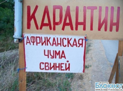Африканская чума свиней вернулась в Волгоградскую область