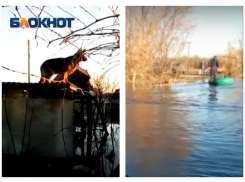 Возмущенный гондольер и овчарка на крыше: волгоградская Венеция попала на видео