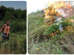 Наркополиция Волгоградской области уничтожила порядка 1700 кустов конопли