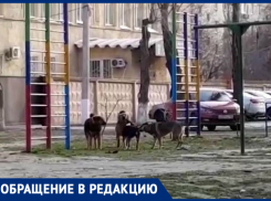 «Крик нашего двора»: на видео попала стая дворовых собак, разгуливающих на детской площадке в Волгограде