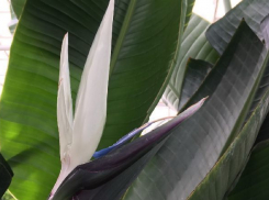 Редкий цветок жар-птицы впервые распустился в Волгоградском ботсаду