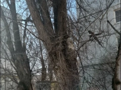 Названы деревья, способные прибить волгоградцев