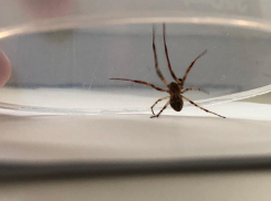 Большой цветной паук напугал жителей Волжского