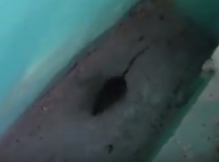 На видео попала гигантская черная крыса в центре Волгограда