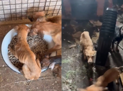 Полсотни собак и трупы нашли в доме умершей волгоградки  