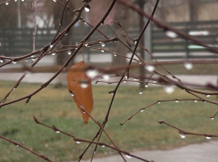 Сильные ветра и ночные похолодания до – 6 градусов ожидаются в Волгоградской области