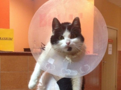 В Волгограде кошку оставили умирать в подвале, избив ее до полусмерти