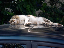 В Волгоградской области пройдут дожди и похолодает