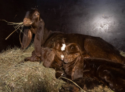 Необычные братья родились в Волгограде перед 8 марта 