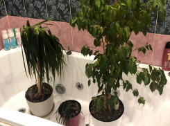 Как спасти замерзшее комнатное растение: советы волгоградского агронома