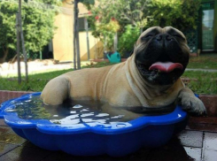 Жара до +41ºС будет мучить жителей Волгоградской области все выходные