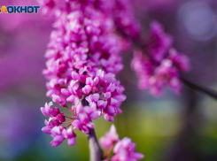 Аномальные майские заморозки ударят по кошельку: прогноз волгоградского фермера