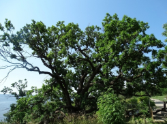 233-летний дуб-патриарх обзавелся потомством под Волгоградом