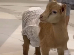 Хватает экшена без засранца: подражатели Оксаны Самойловой и Джигана признали свой провал