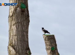 Череда оттепелей и похолоданий придет в Волгоград в марте: прогноз от климатолога