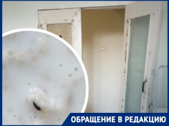 Кашу с жуками выдали детям в больнице в Волгограде 