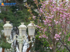 Тепло и запах цветов порадуют волгоградцев в воскресенье