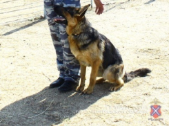 В Волжском убийцу мужчины нашла служебная овчарка Услада 