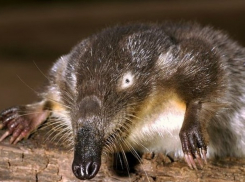 Из Волгоградской области массово эмигрируют редкие выхухоли 